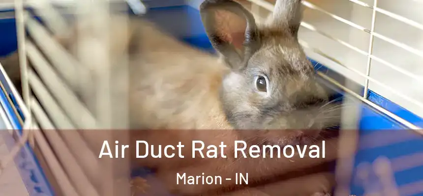 Air Duct Rat Removal Marion - IN